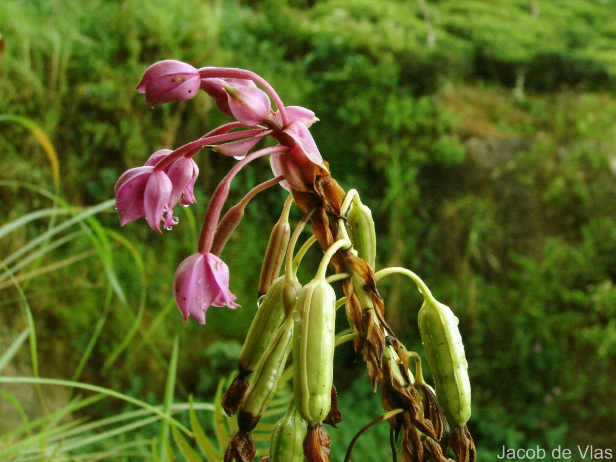 Spathoglottis plicata Blume